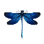 DRAGON FLY